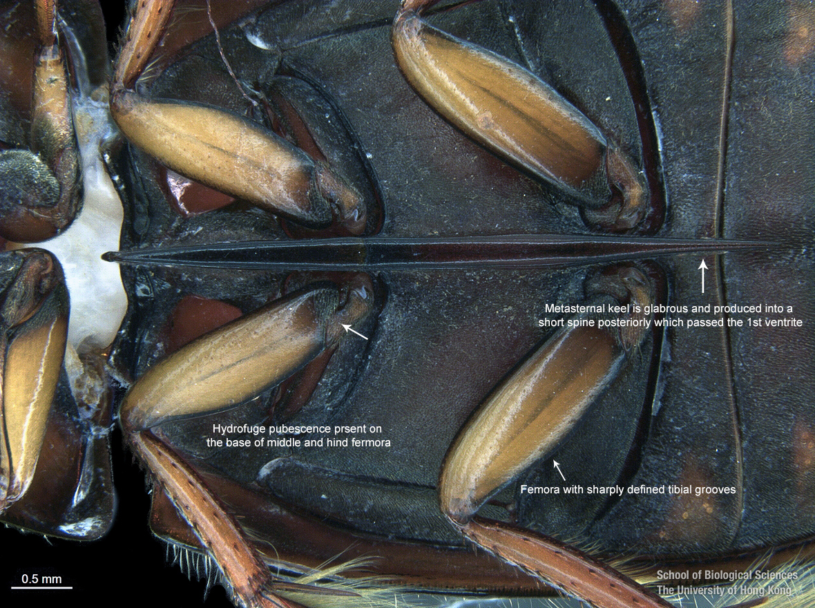 Mesosternum and metasternum keel